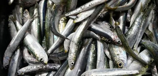 Sardinen werden durch Klimawandel zur Mangelware