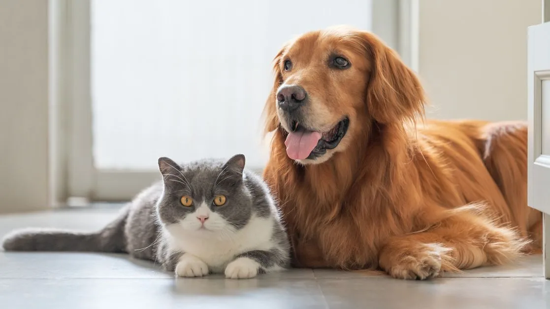 La psicología dice que las personas con gatos son más inteligentes y analíticas que las que tienen perros
