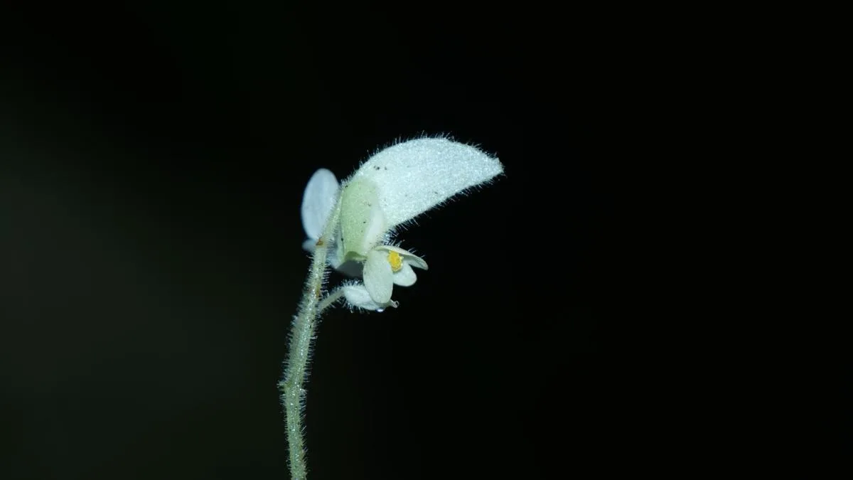 New Begonia species described from Arunachal Pradesh
