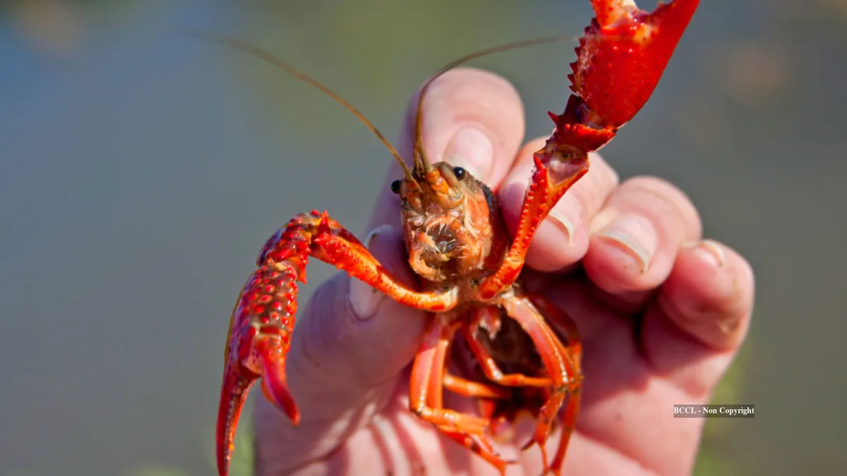North American crayfish introduced to Britain now threaten native species