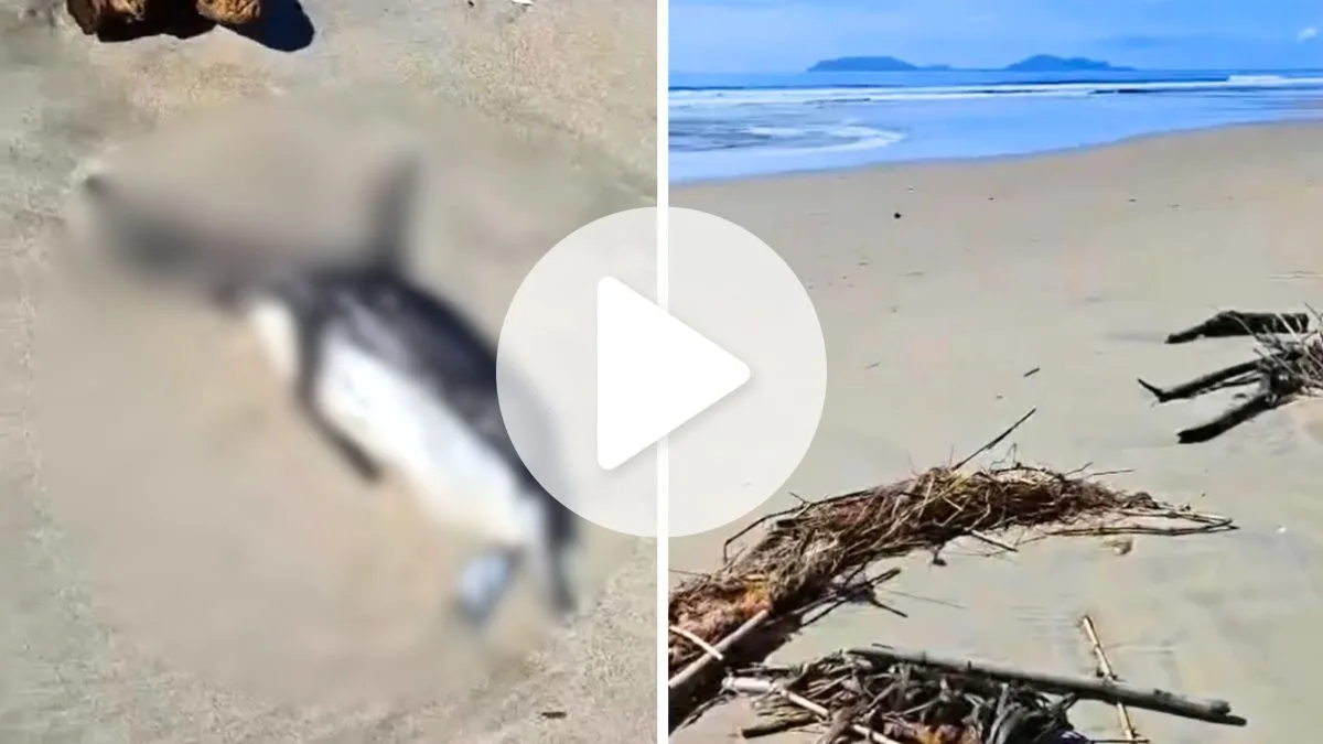 VÍDEO: Mar ‘engole’ faixa de areia e deixa pinguins mortos e sujeira em praia da cidade com maior alargamento do Brasil