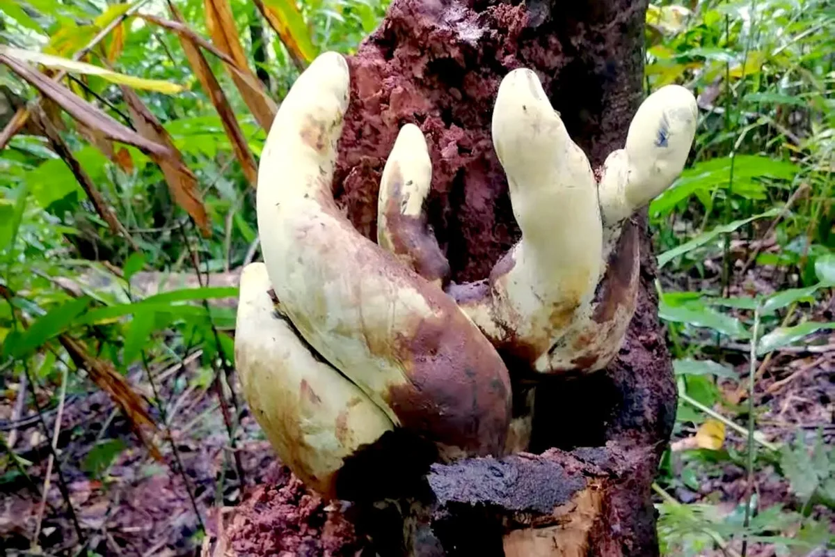 Meet ‘D. Rex,’ the Monster Fungus Born in the Wake of the Dinosaur Apocalypse
