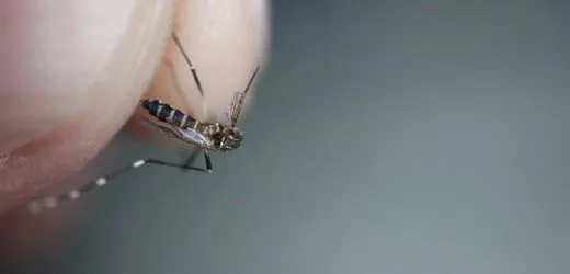 Malaria am Flughafen Frankfurt am Main: Behörde rät Bürgern zu Mückenschutz