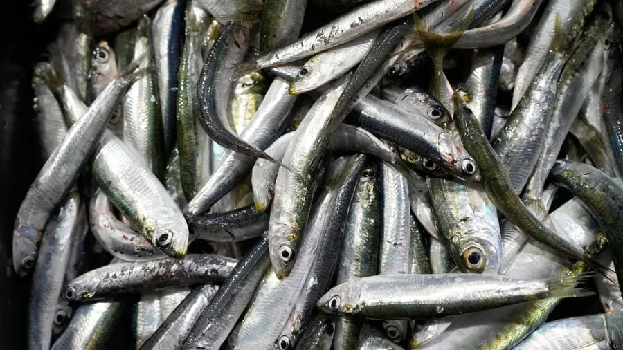 Einzelhandel: Sardinen in Lebensmittelgeschäften teilweise knapp