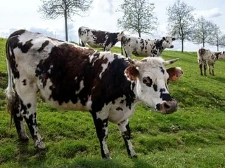 « Elle est tombée du ciel » : une vache chute d’une falaise de 30m et atterrit dans le jardin d’une maison en Bretagne