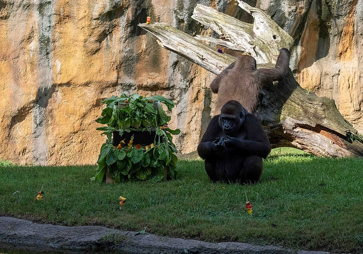 La gorila Virunga celebra sus diez años con una «fiesta salvaje» en Bioparc Valencia