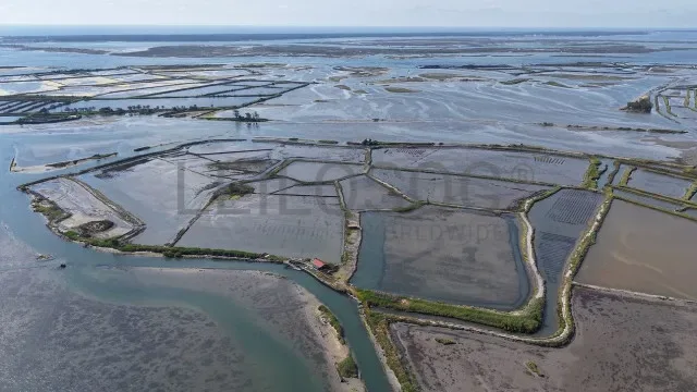Ilha privada na ria de Aveiro está à venda. Licitação vai nos 615 mil €