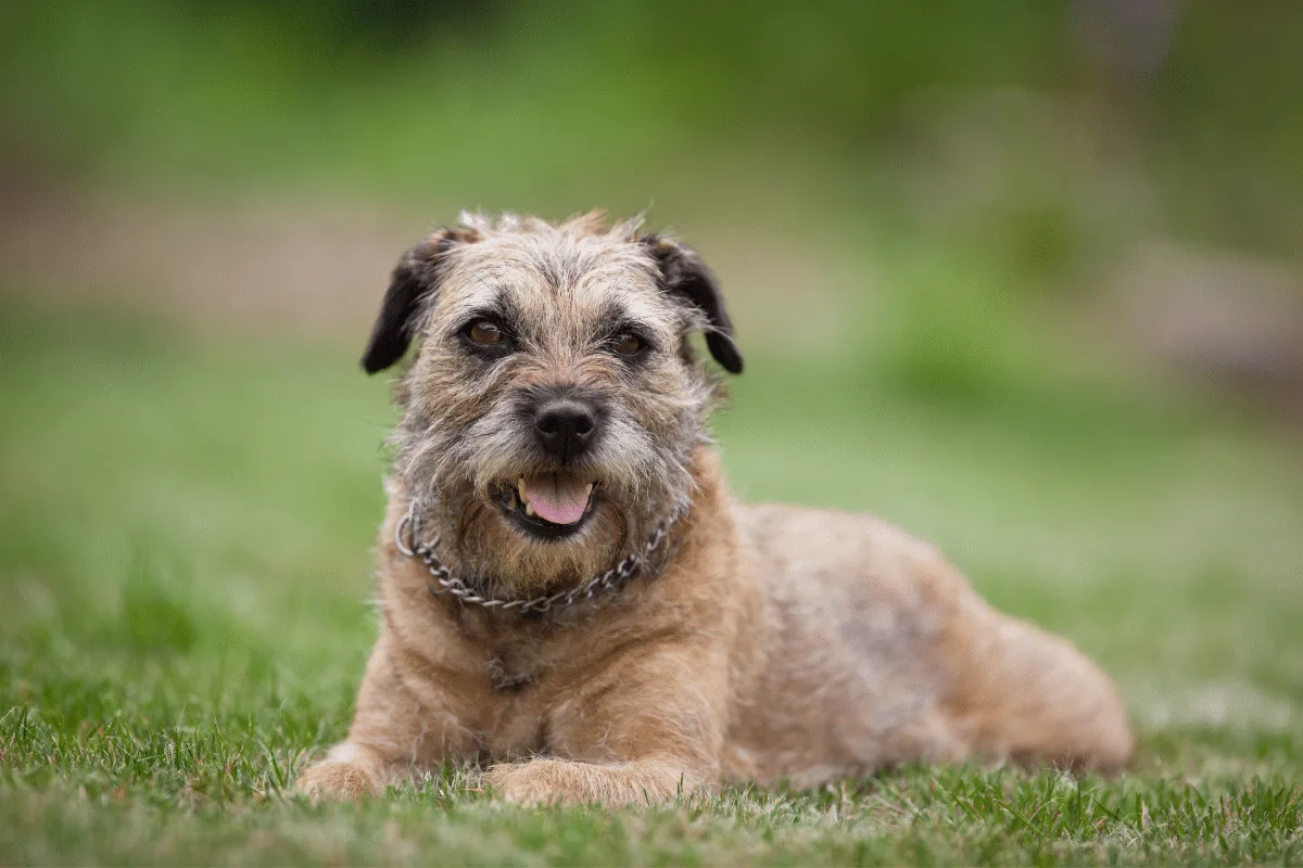 Border terrier: uma raça de cachorro que se destaca pela coragem e alegria