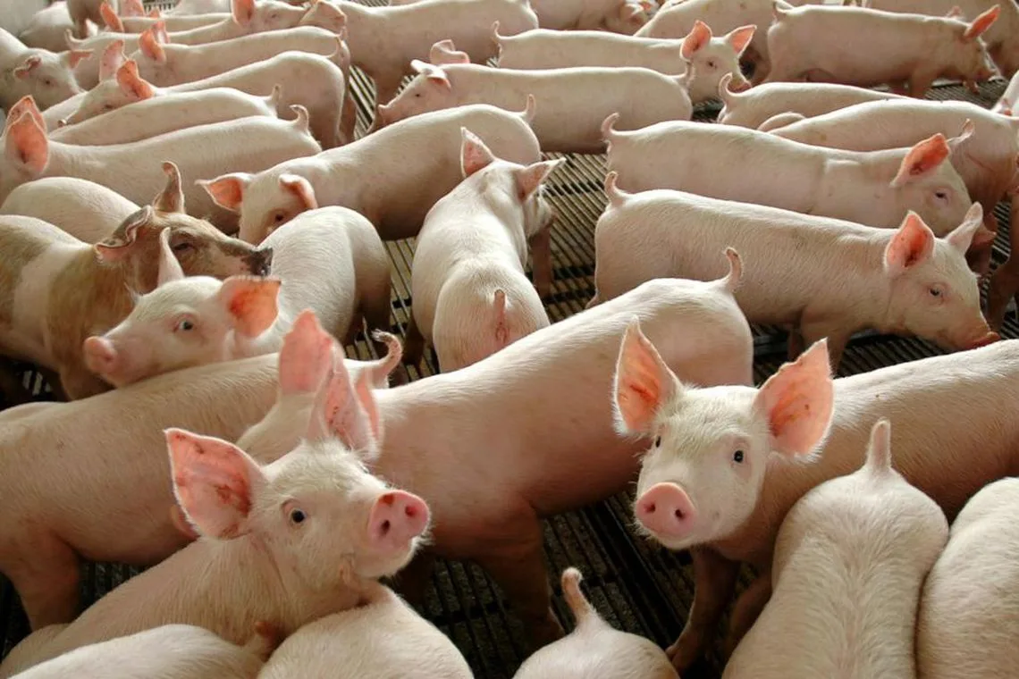 Poder de compra do suinocultor cai pelo terceiro mês seguido, aponta Cepea