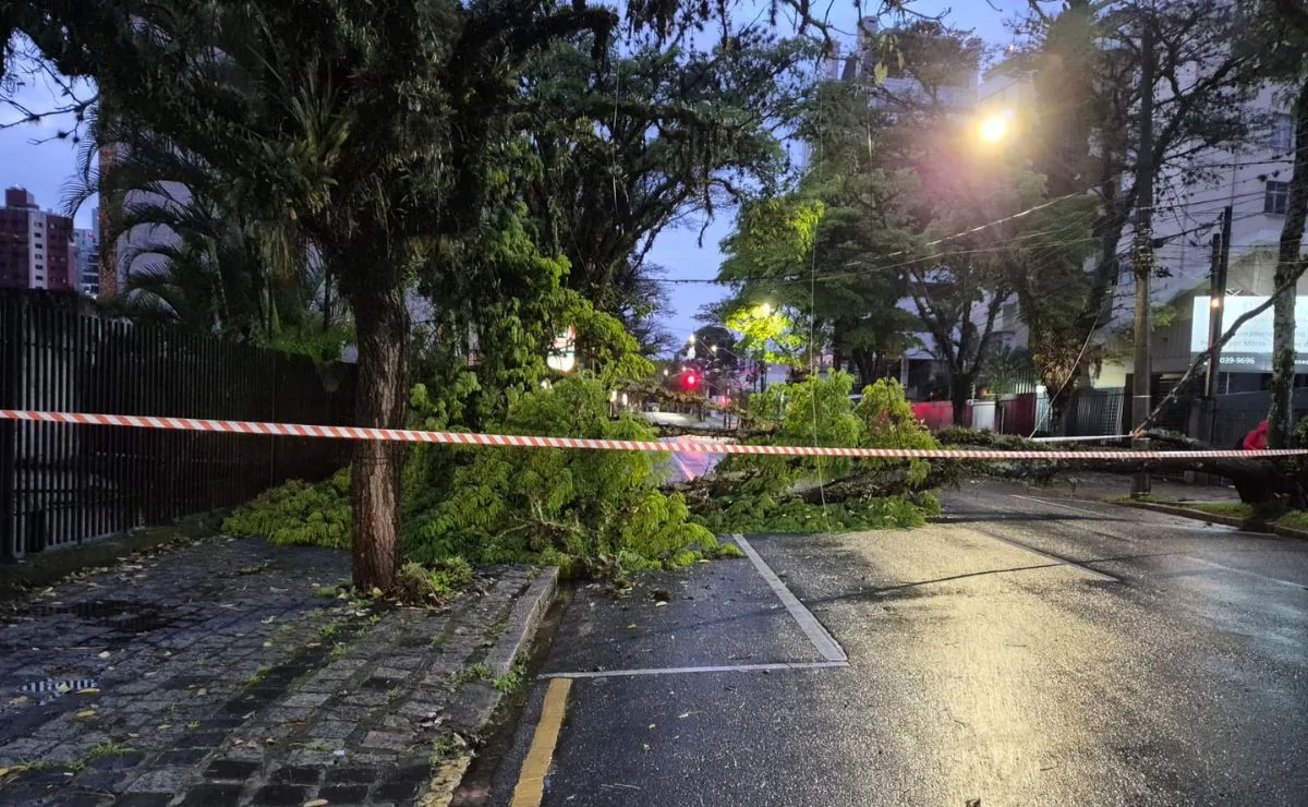 Temporal derruba árvore, bloqueia avenida movimentada e afeta trânsito em Curitiba