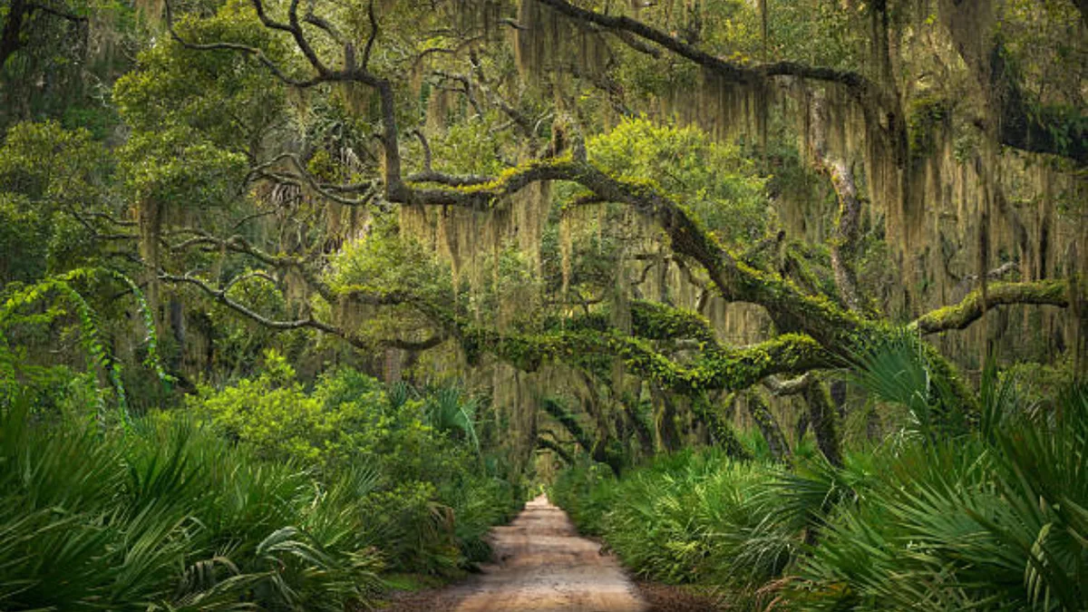 US proposes Cumberland Island land swap with limits on future development
