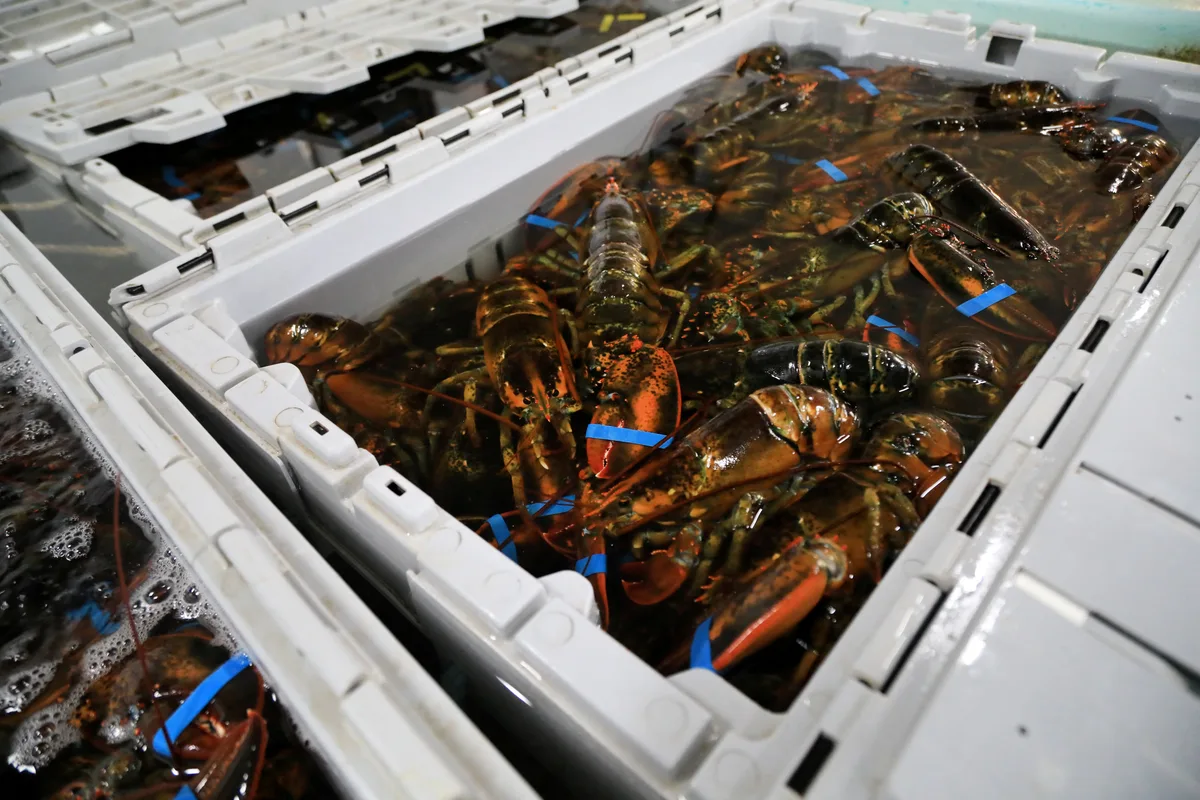 Ottawa reverses fish tariff plan over concerns it could hit Canada’s seafood processing industry