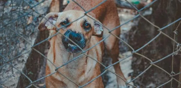 Mulher manda cão atacar policiais nos EUA; Brasil teve casos semelhantes