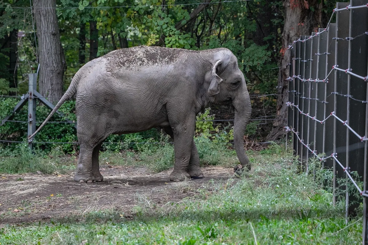 Filmmaker Penny Lane Sets Documentary on Bronx Zoo Elephant, ‘Happy’ (EXCLUSIVE)