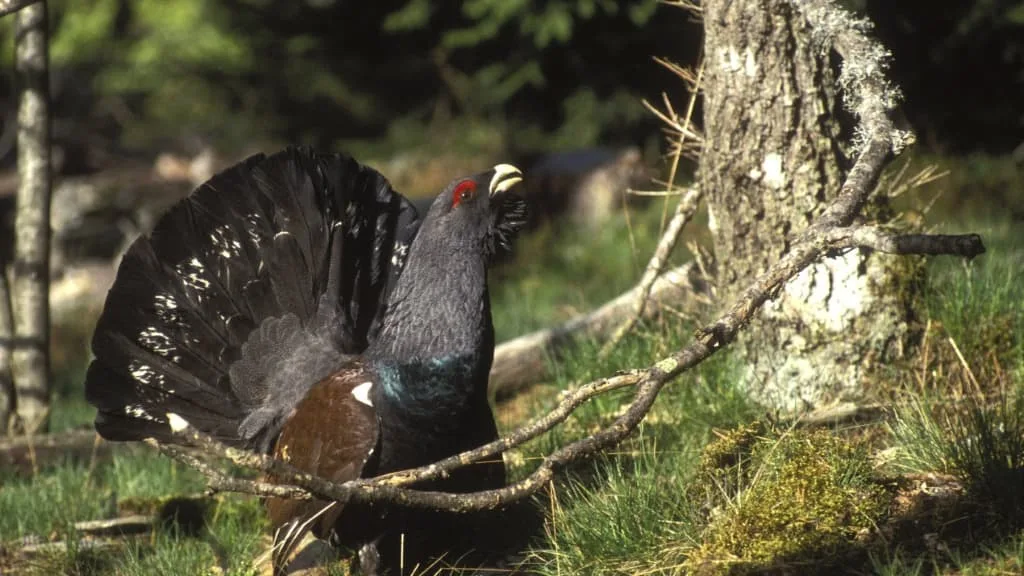 Dans les Vosges, le programme de réintroduction du grand tétras ne devrait pas être reconduit après 2029