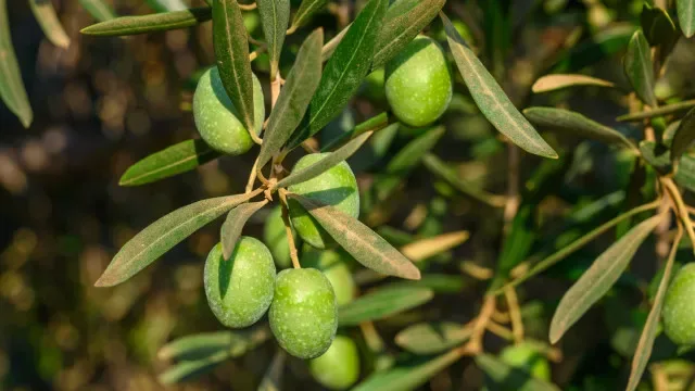 Douro diversifica oferta turística do vinho a azeite, termas ou caminhada