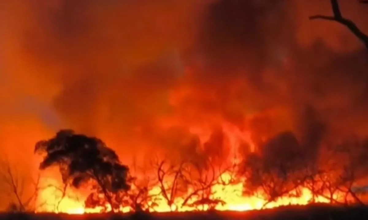 Incêndio atinge reserva ambiental na Bahia e moradores denunciam morte de animais