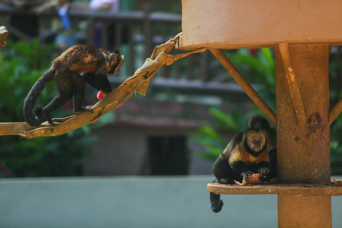 Saiba o que acontece após o resgate de um animal em situação de risco