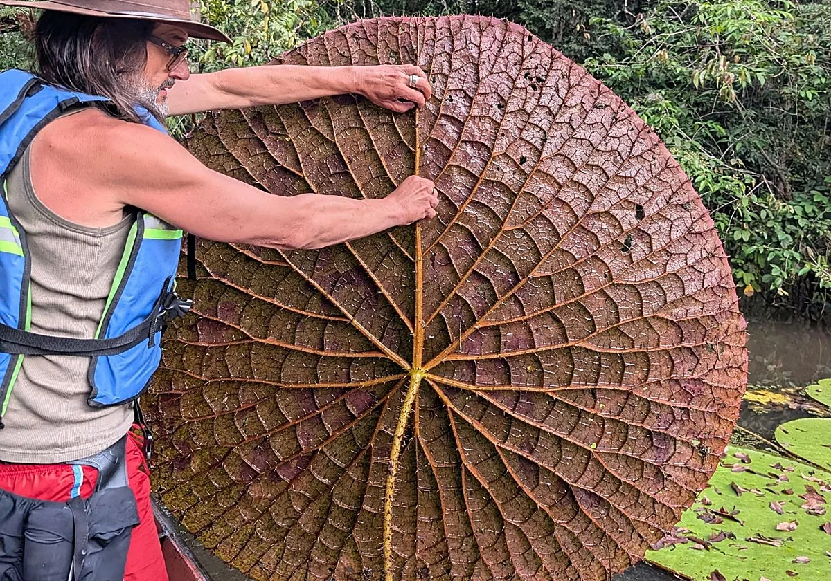 Un investigador asturiano descubre una nueva especie de nenúfar gigante tras verla en Instagram
