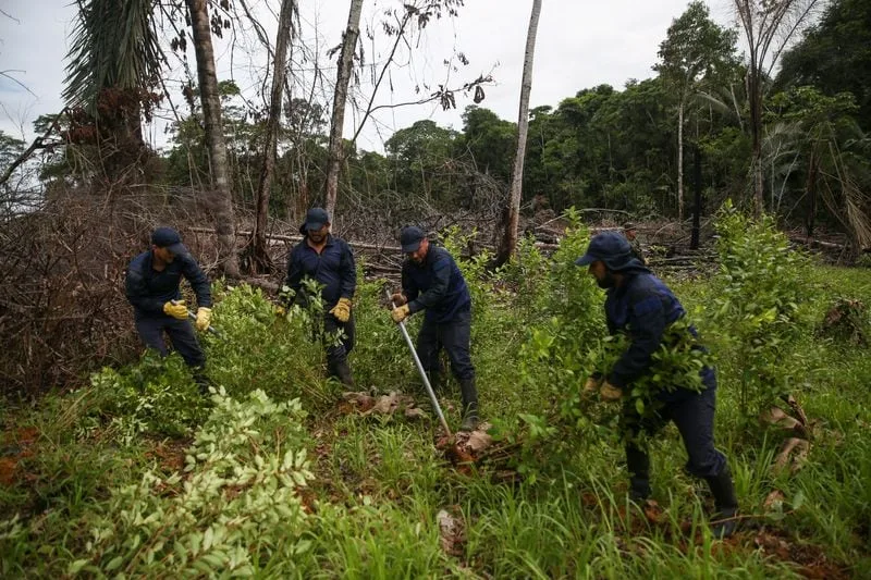 Contrato de $60.000 millones para erradicar narcocultivos queda en manos de UT cuestionada