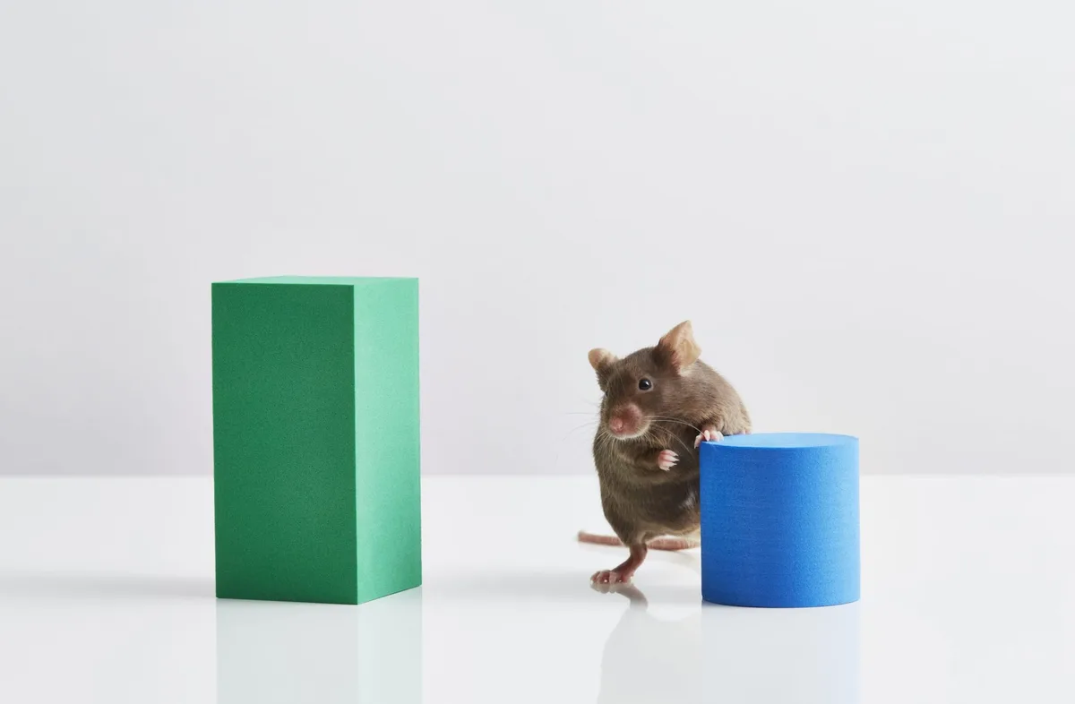 Alcoholic lab mice are helping scientists unlock which part of the brain makes us want to drink