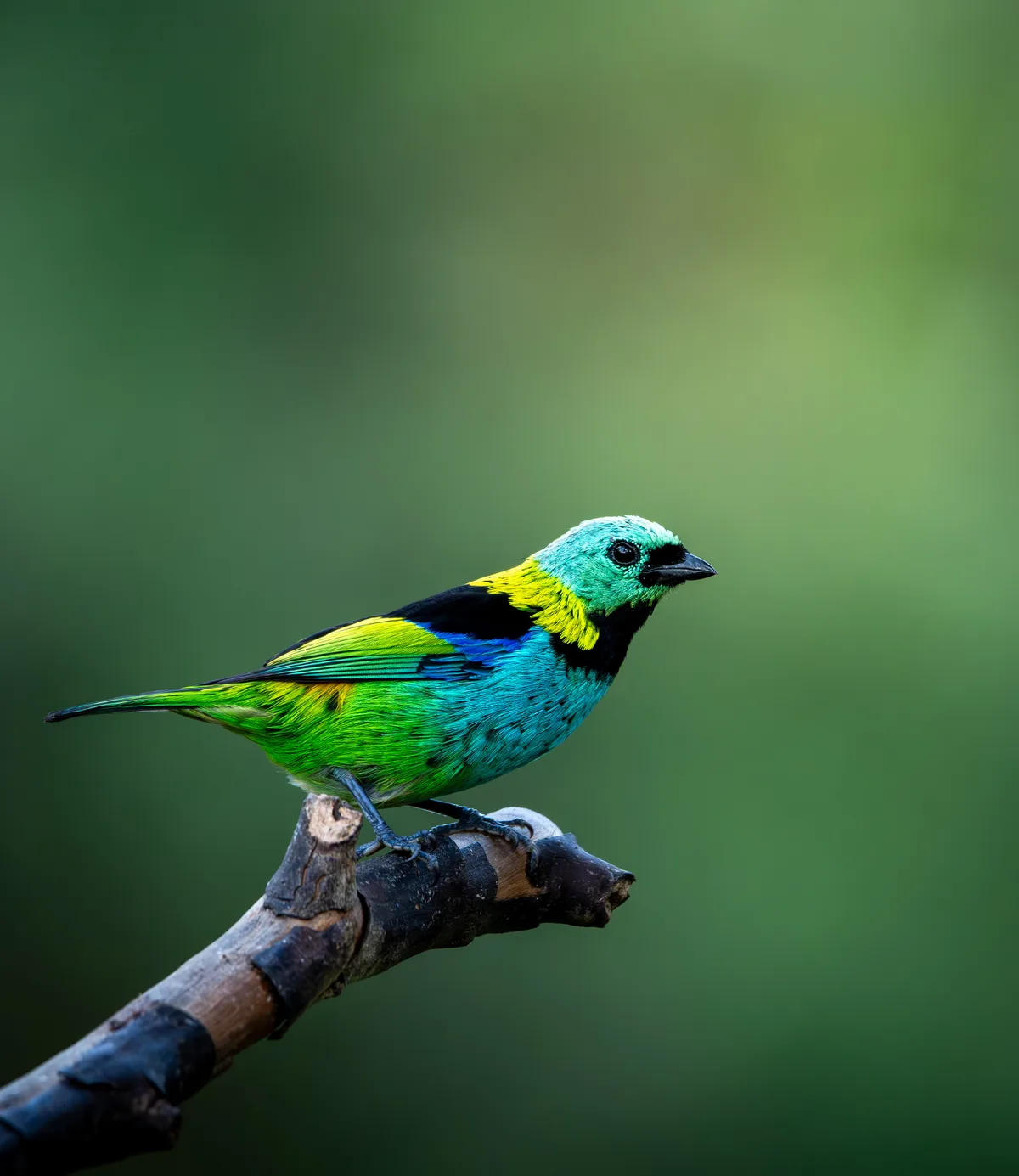 Terra da Gente acompanha evento dedicado à observação de aves e revela biodiversidade de Tapiraí (SP)