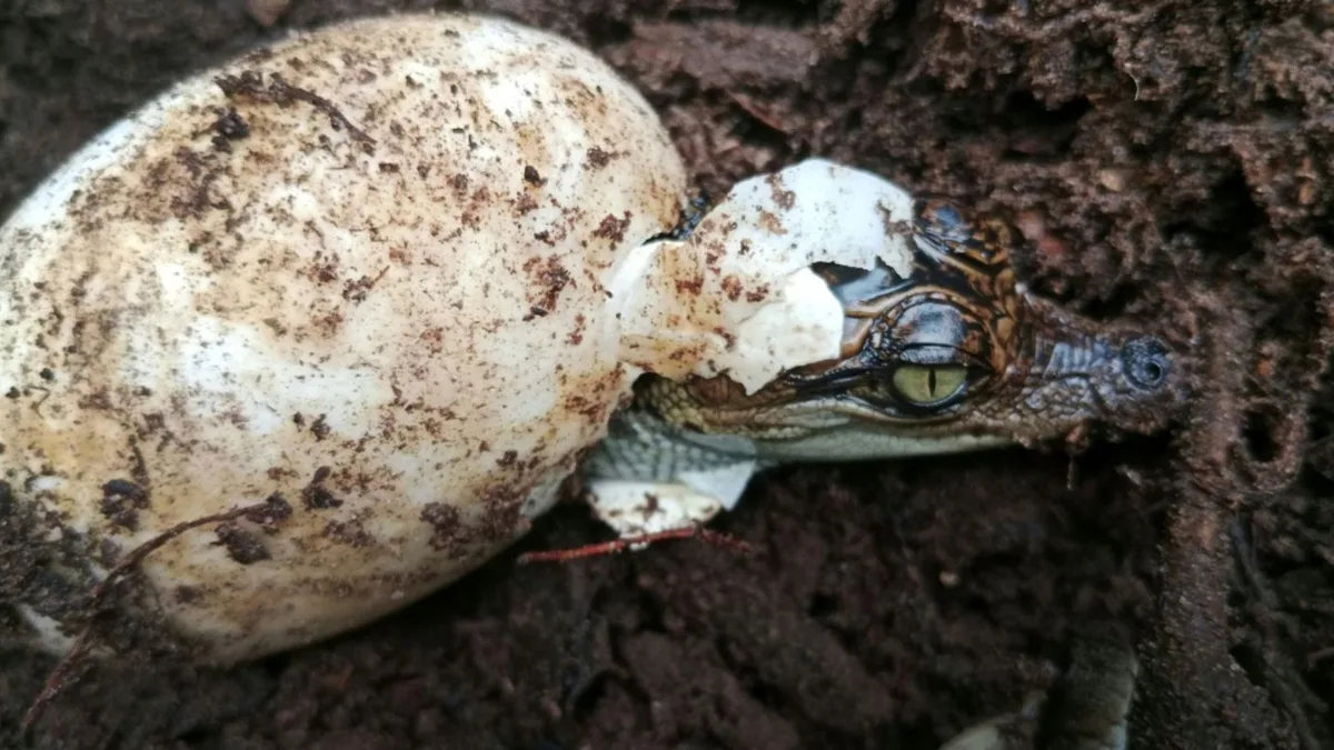 Hitzesommer: Krokodilbabys schlüpfen in französischem Zoo von selbst