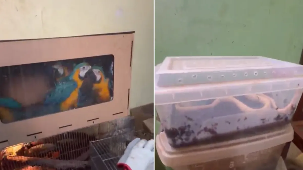 PM apreende 140 animais silvestres após fiscalização na Grande BH