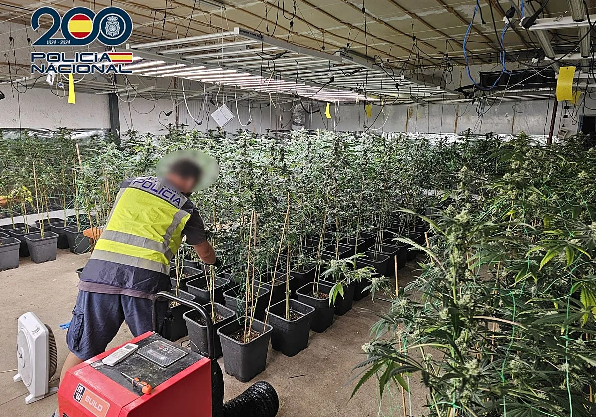 Descubren 255 plantas de marihuana ocultas en una nave de Elche