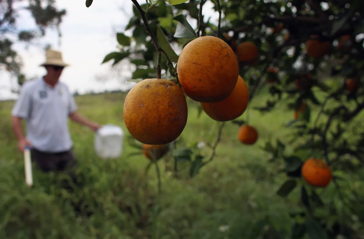 Could trees developed with gene-editing technology protect Florida's citrus industry?
