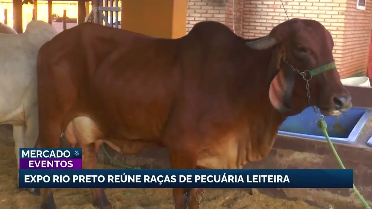 Expo Rio Preto reúne raças e destaca pecuária leiteira