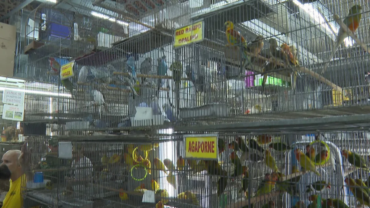 Câmara de BH aprova projeto que pode proibir venda de animais no Mercado Central