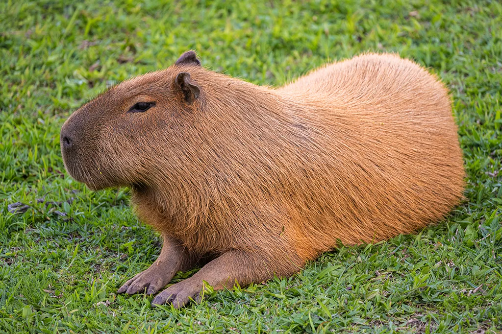 Como um dente de capivara reforça que o Atacama nem sempre foi um deserto