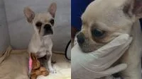 SC: Tutora de buldogue que ingeriu mais de 50 pedras de crack é denunciada