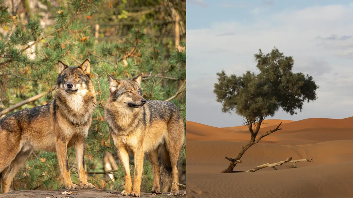 Wolves and foxes spread Sahara plants, eight species' seeds found in droppings