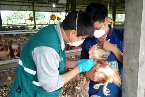 Gripe aviar en El Salvador, ¿es peligroso comer pollo? infectólogo aclara dudas y advierte sobre riesgos para trabajadores agrícolas