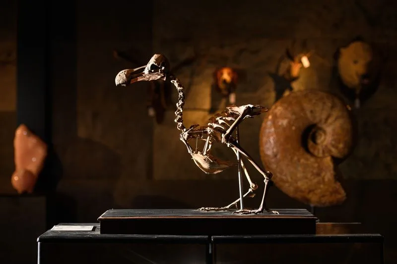 US company announces progress toward resurrecting the extinct dodo