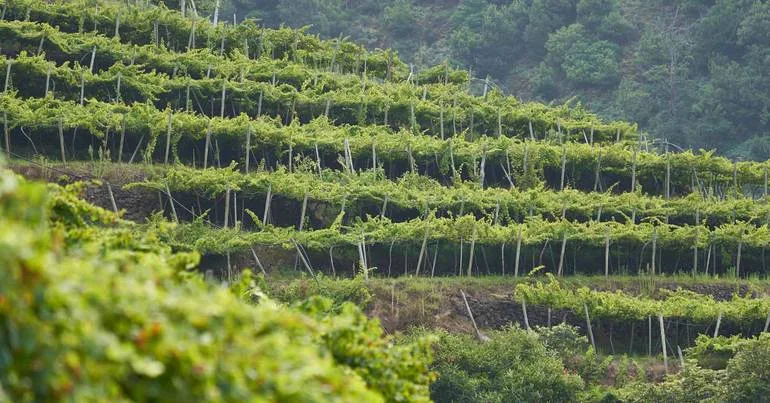 Vinho. Açores preveem ano normal de produção e qualidade