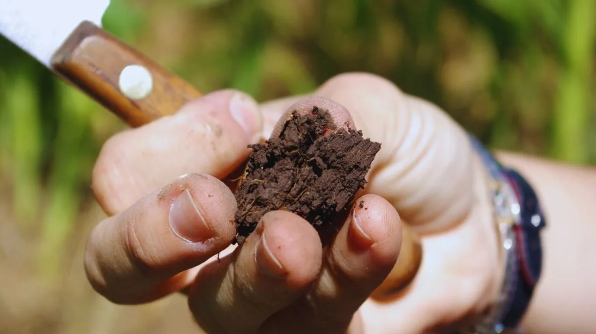 Salud del suelo: advierten que capas compactas en la superficie recortan hasta un 70% la infiltración de agua