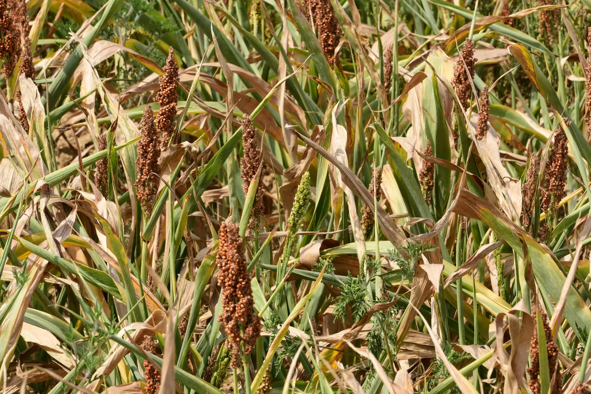 Légumes, céréales, élevage... Le bilan agricole de l'été s'annonce catastrophique