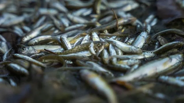Fischsterben in der Schweiz: Millionen toter Fische