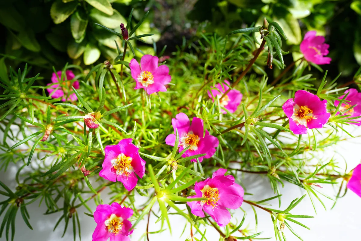 Como cultivar onze-horas, flor que abre sob o sol forte