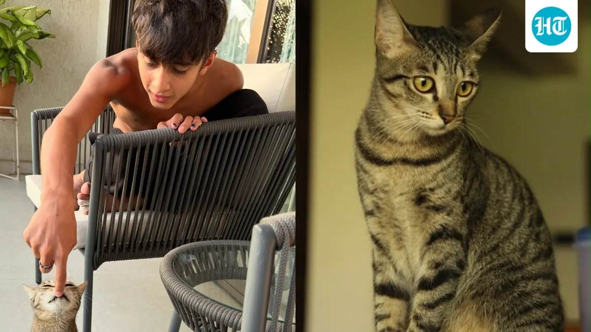 Kiran Rao mourns the death of her cat Miri after son Azad's tearful video goes viral: ‘She has our hearts forever’