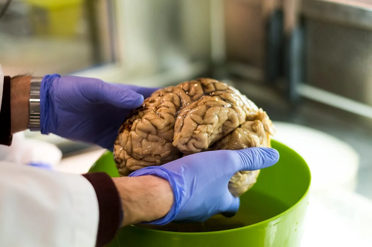 Cérebro humano não é, afinal, um órgão único: estudo identifica dois sistemas com origens distintas