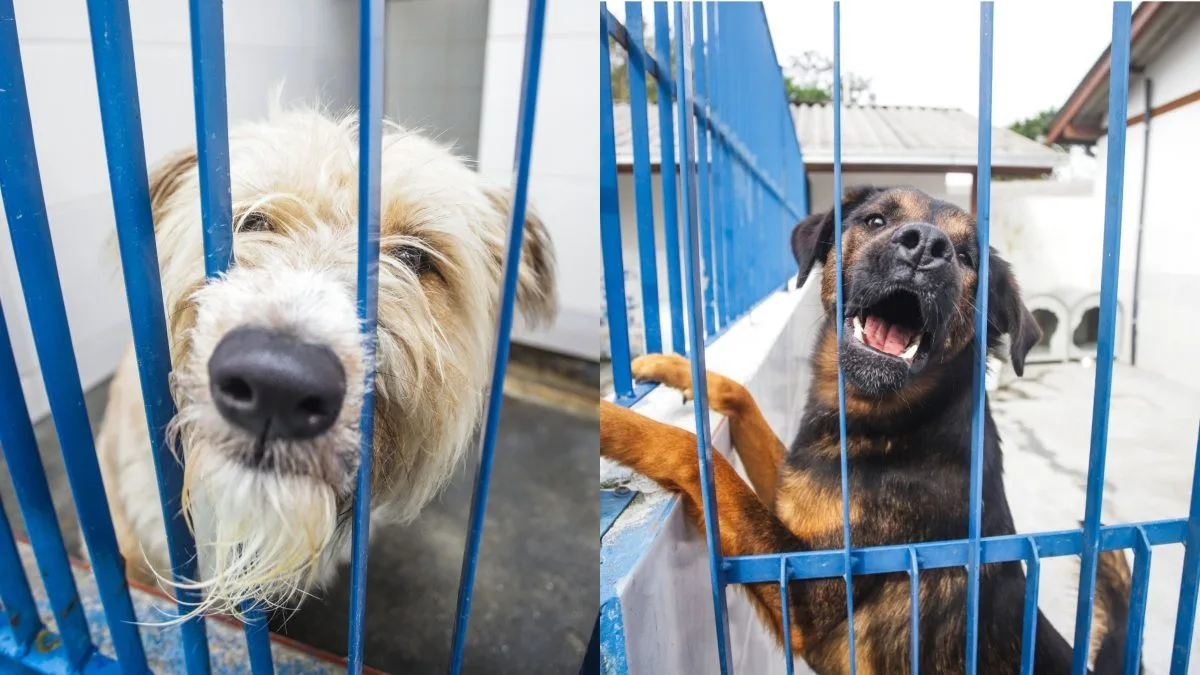 Evento incentiva adoção de cães com leishmaniose em Florianópolis; doença tem tratamento e não impede vida saudável