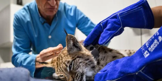 « Attention au lynx » : des panneaux de signalisation installés dans le massif du Jura pour éviter les risques de collision