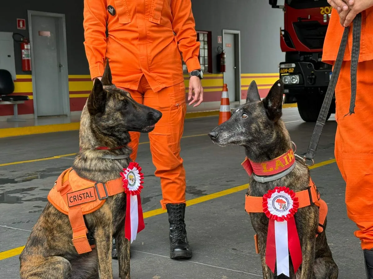 Tal mãe, tais filhas: herdeiras de Laika agora também são bombeiras