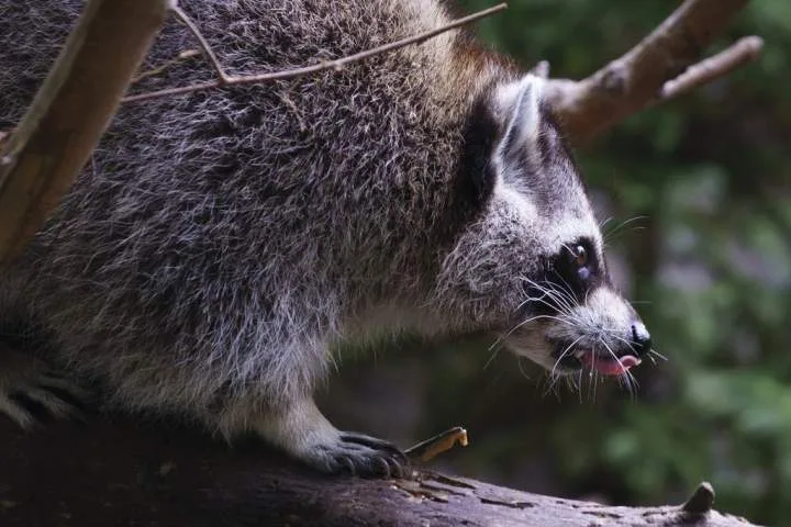 Rabies vaccine operation targets raccoons and skunks in Montreal parks