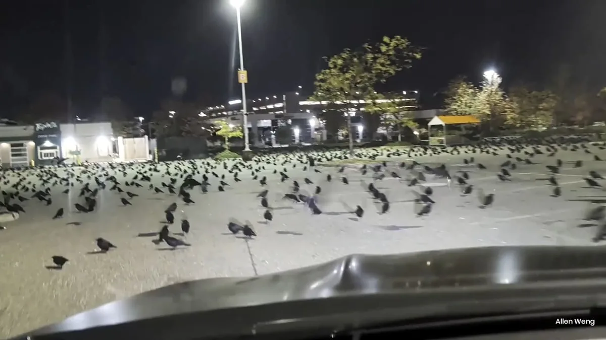 Horror-Erlebnis für kanadischen Autofahrer - Hunderte Krähen stürmen Parkplatz