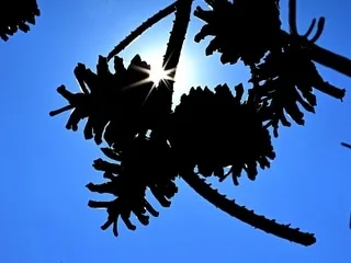 Canicules en Europe : cinq signes d’un été en surchauffe
